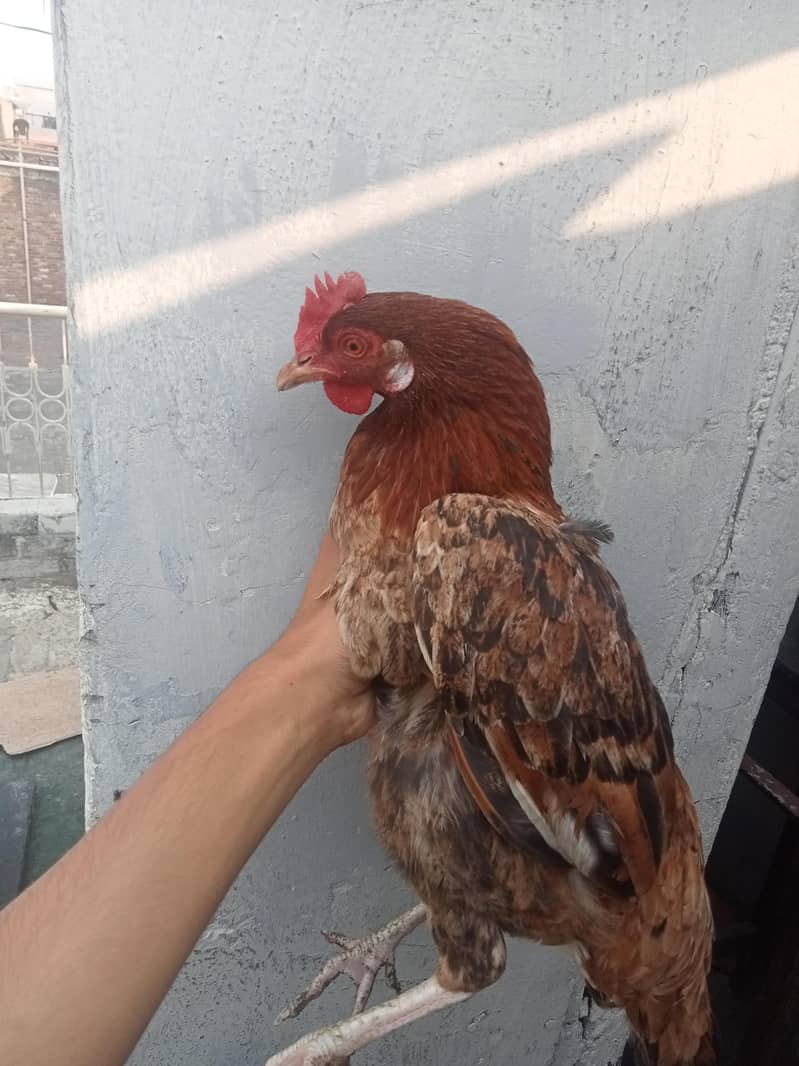DESI HENS 0