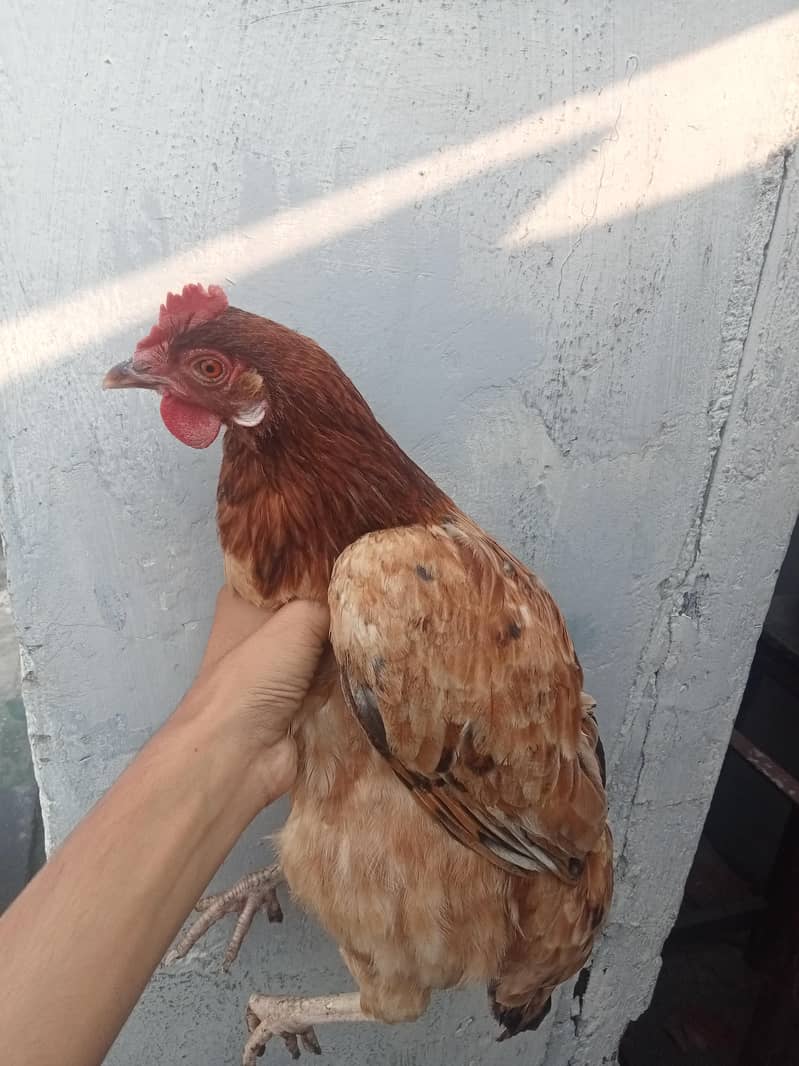 DESI HENS 1