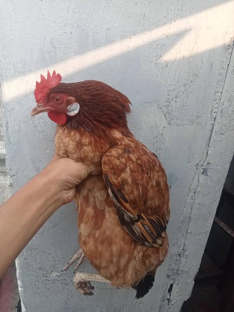 DESI HENS 3
