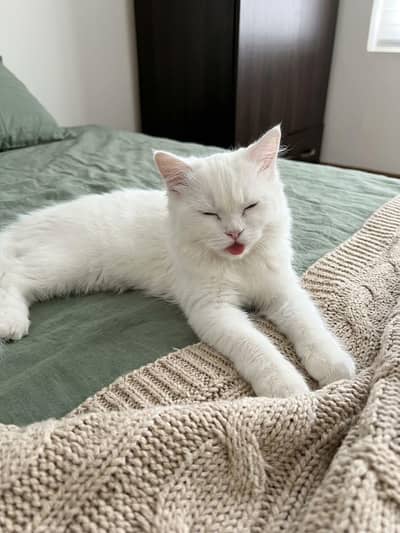 Persian cat