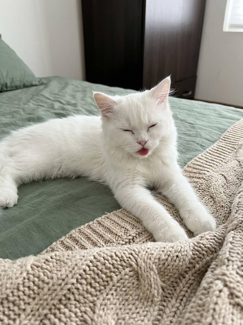 Persian cat 0
