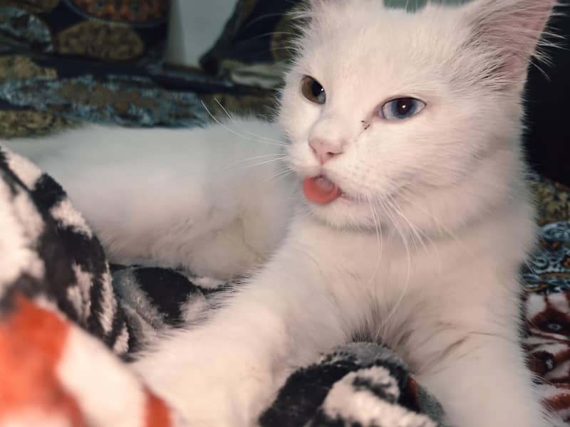 Persian cat 2