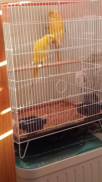 yellow ring neck healthy pair(0310 2824294) whatsapp pr raabta kren
