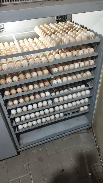 Duck eggs farm
