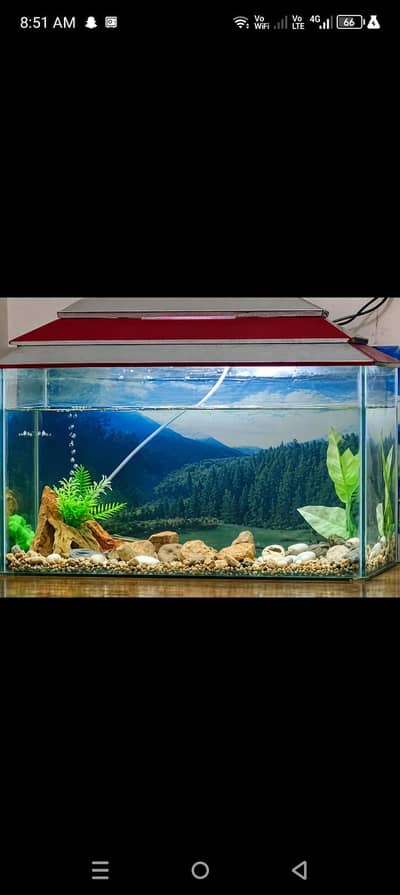 fish tank accurium