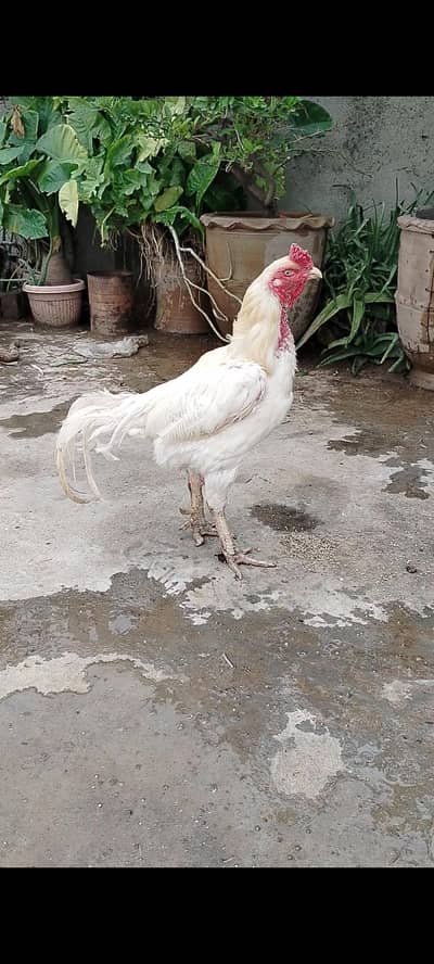 urgent sale Heera breaker pair