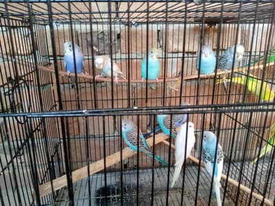 Healthy & Active Australian Budgies pairs For Sale-Daultala,Gujarkhan