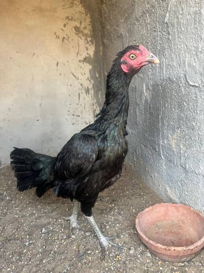 Black seel Hen Premium quality