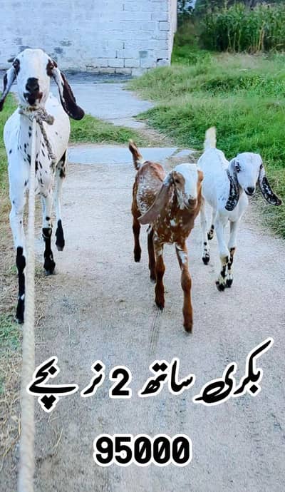 Bakri Sath 2 male bachy