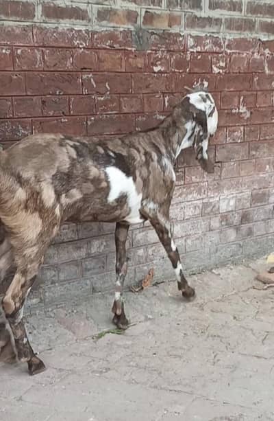 Bakri for sale