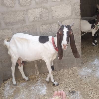 4 dan't abhi nhi hui pure kamori goat
