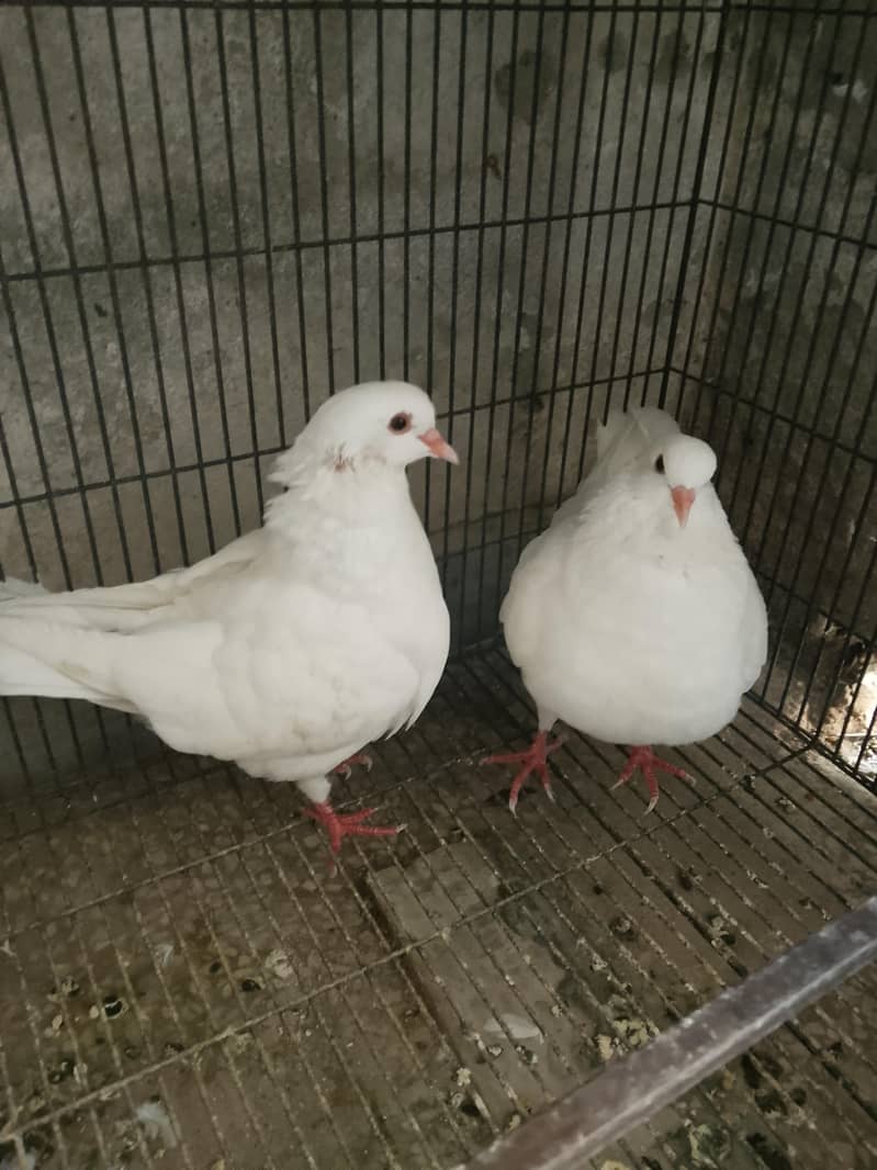 King kabootar jora 3