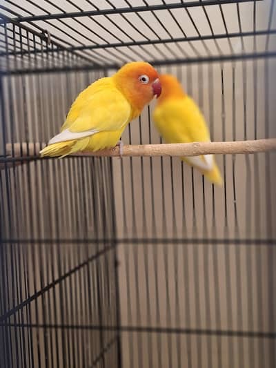 Love Bird Pair
