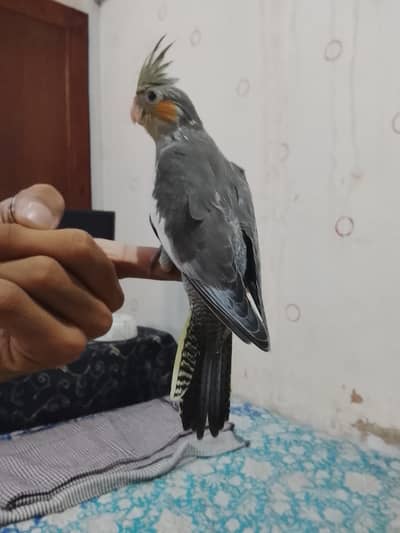 hand taim chick for sale 03065482407
