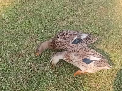 3 female laying egg ducks