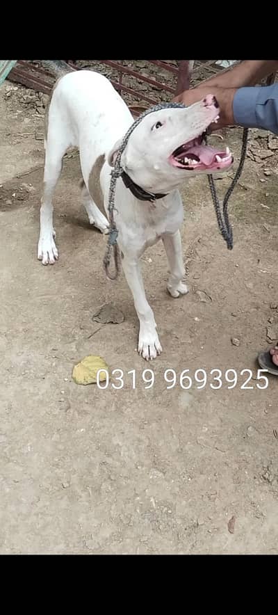 Best guard dog hac03199693925 p rabta kro