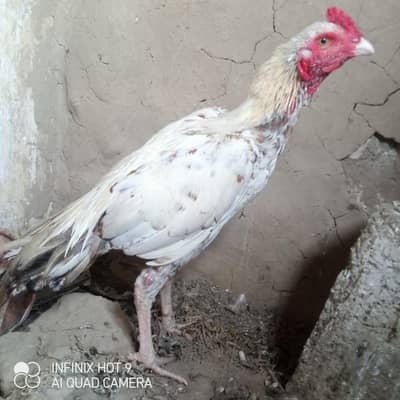 Asil Birds for Sale : Healthy aur Khoobsurat Parinday