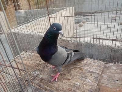 urgent sale