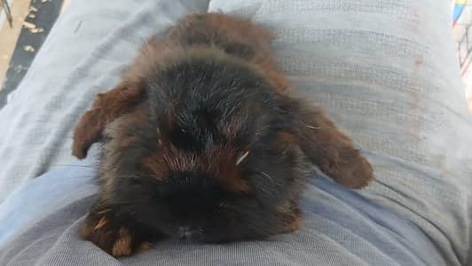 Holland Lop Male and Half Lop Female