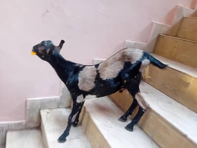 teedy bakra for sale