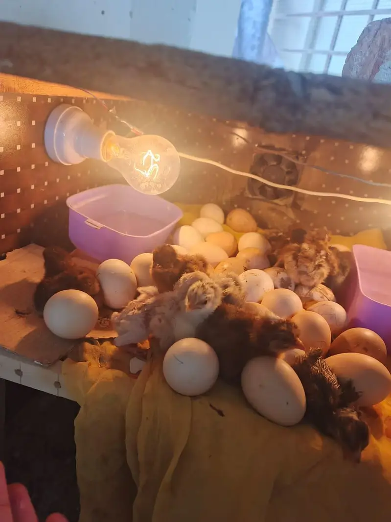 Egg incubator 50 to 70 egg — photo 3