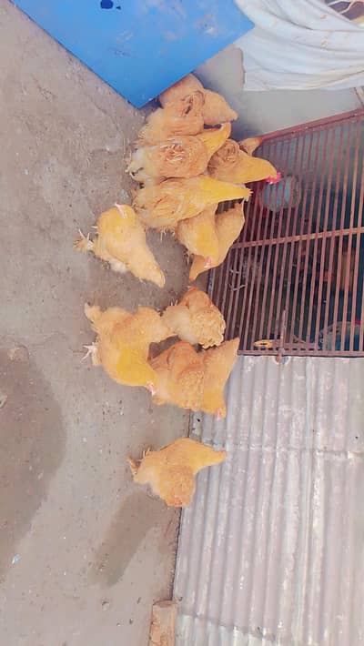 pure golden buff for sale healthy and active fully friendly