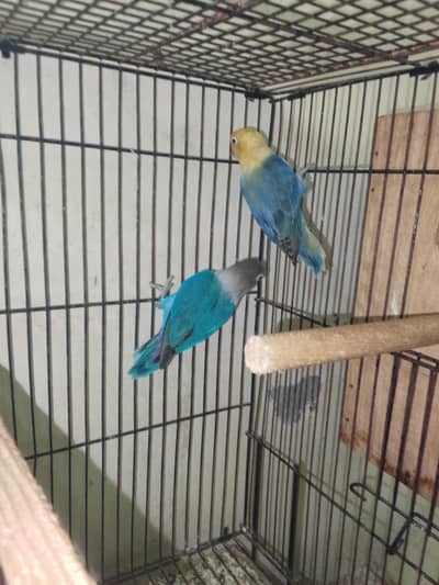 Blue fisher male x Parblue violet opaline female confirm breader pair