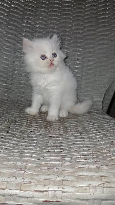 Male kitten