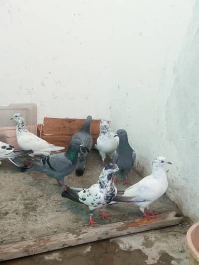 pigeons