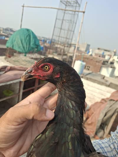 pure mianwali madi for sale god quilty god health
