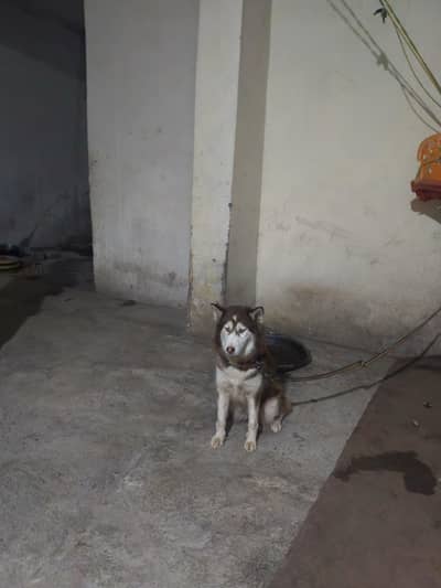 a urgent for sale