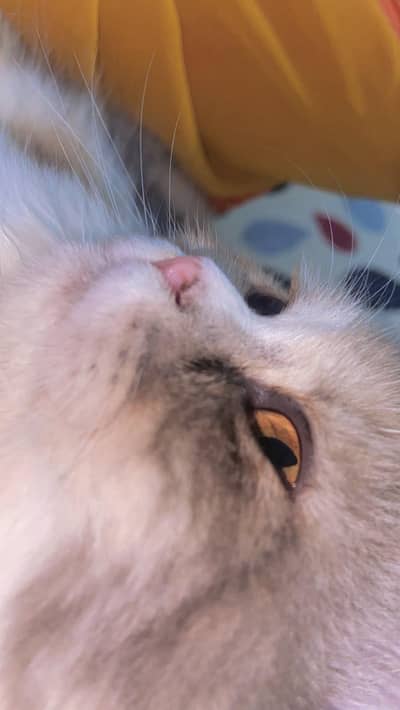 urgent selling my own kitten named kaju