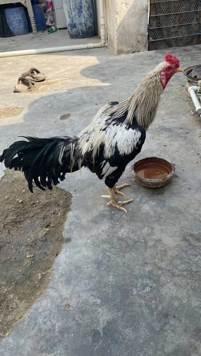 Aseel jawa murga 03110257955