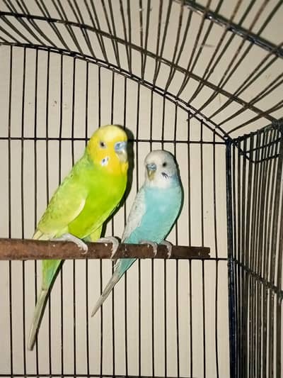 Jambo size male for sale