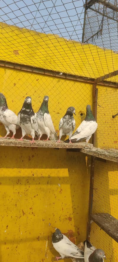 Teddy Golden pigeon for sale only 1200 pr