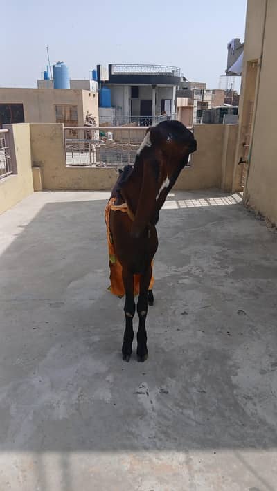 BIG Breader And Others for Sale [Male And Female].