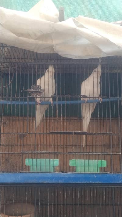 Eno black eye pair and ringack pair and cage