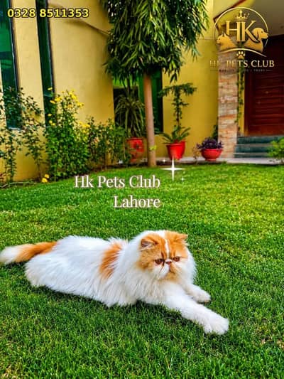 Peki face male for stud | Cfa male availble for mating | peki face cat