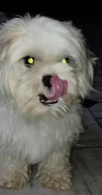 Shihtzu female availble for sale Punch face mini size
