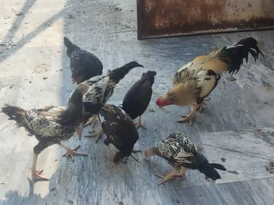 Behtreen Aseel Shokeen Breed, Active Bachay & Murgha
