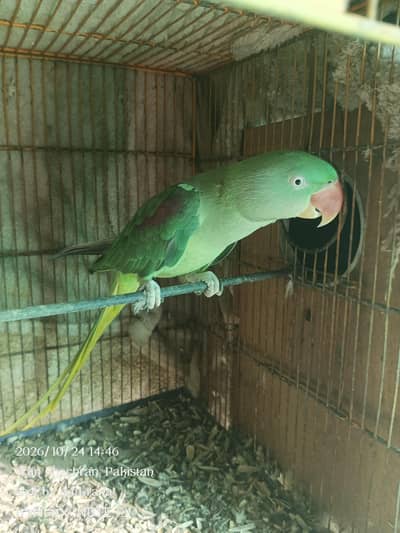 Raw Green kashmiri beautiful parrot