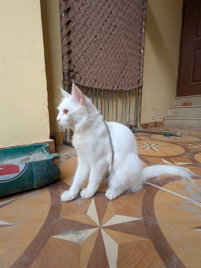 perisan female  cat for sale