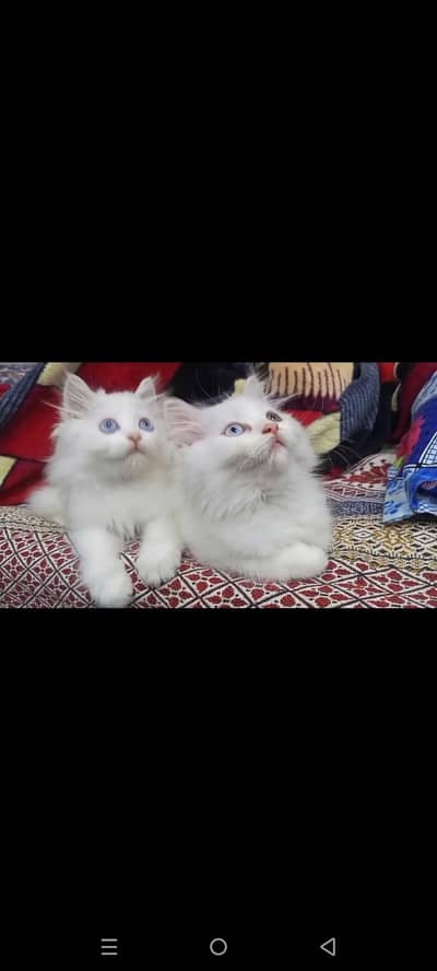 persion kitten 03204002043