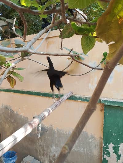 Black aseel mirgi ki jori