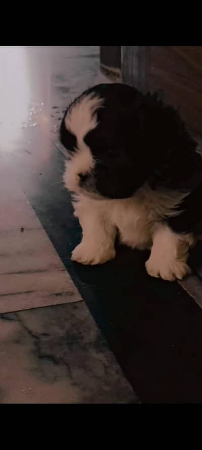 Shihtzu Shihtzu Toy breed Little Pup Availble