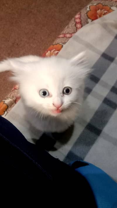 Baby Cat Duel colour Eyes