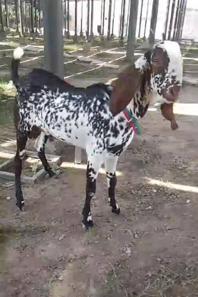 china bacha andal