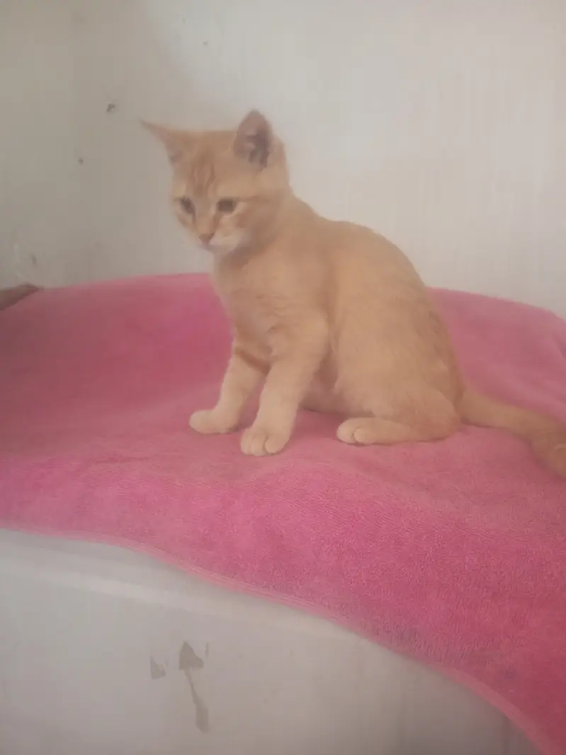 3-4 month old kitten female free