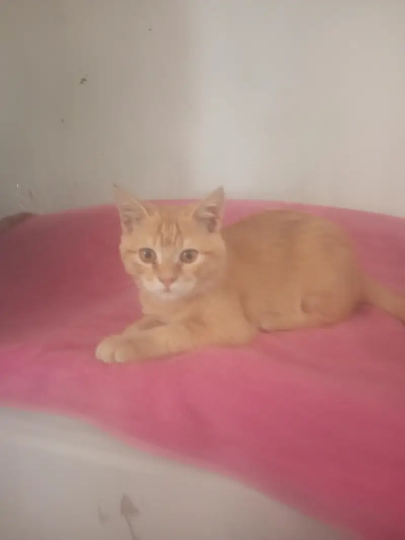 3-4 month old kitten female free — photo 2