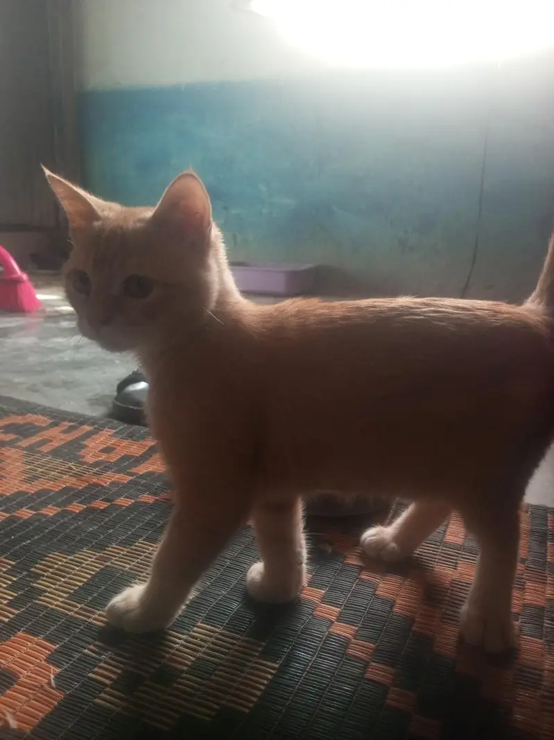 3-4 month old kitten female free — photo 3
